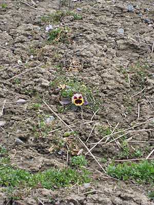 pansy unmulched